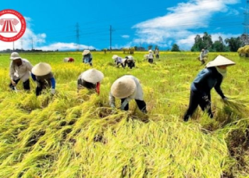 Giải đáp nhanh: Người lớn có thể tham gia 51Talk không và có những khóa học nào phù hợp?