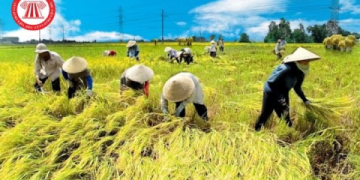 Giải đáp nhanh: Người lớn có thể tham gia 51Talk không và có những khóa học nào phù hợp?